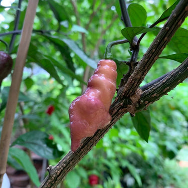 Pink Tiger - Seeds - The Pepper Pantry (Formerly Marie Sharp's)